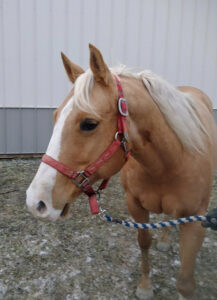 Image of Bella Rae the horse